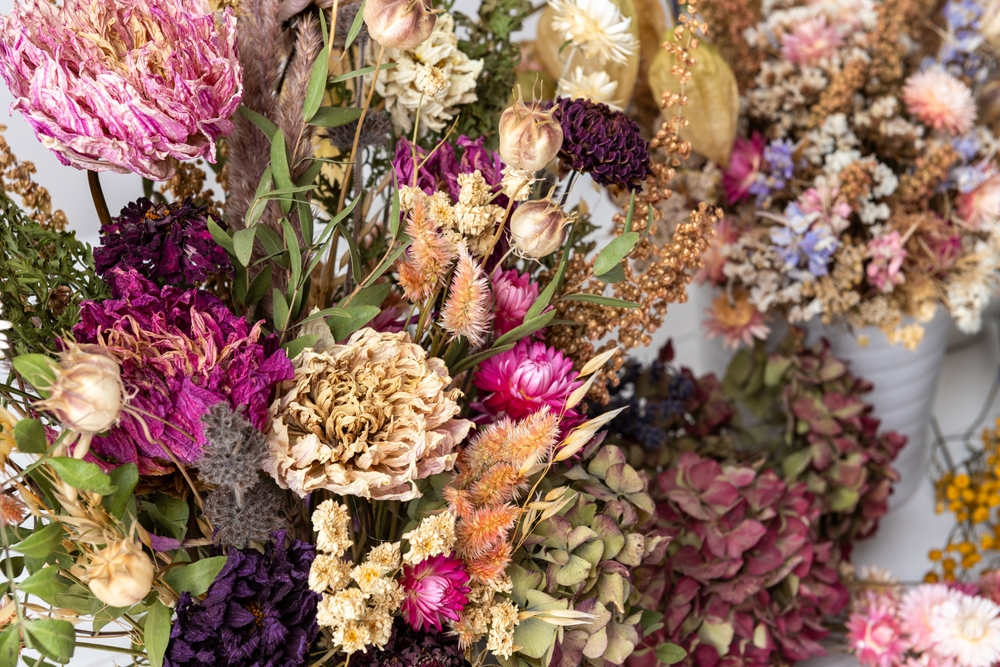 Collection of dried flowers