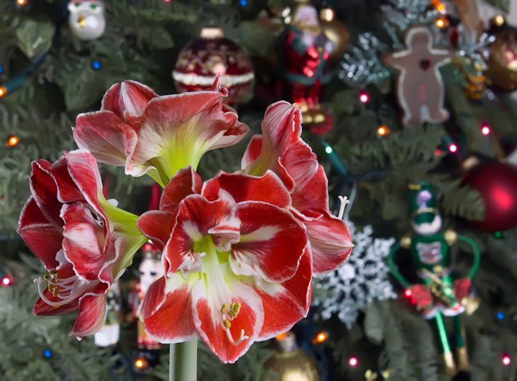 Red and white amaryllis flowers with christmas decorations in the background