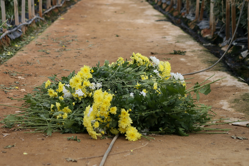 thrown away flowers on the floor