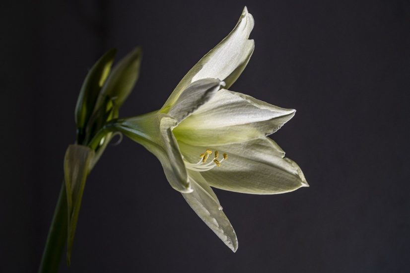 Close-up of white amaryllis flower