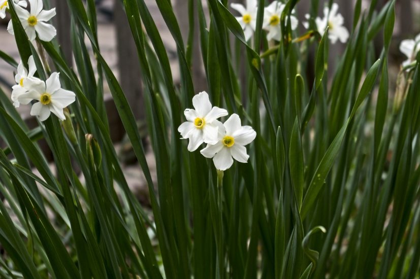 Paperwhite flowers growing outside