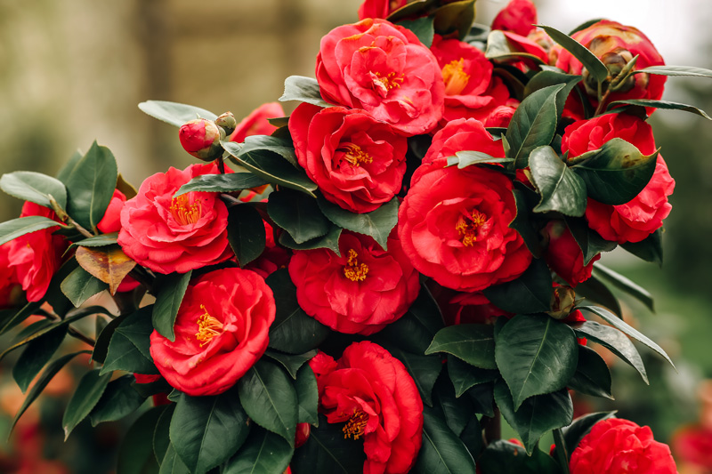 Camellia Japonica 'Black Tie' | lupon.gov.ph