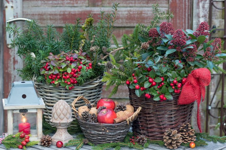 Best Winter Plants for a HolidayThemed Garden Bouqs Blog