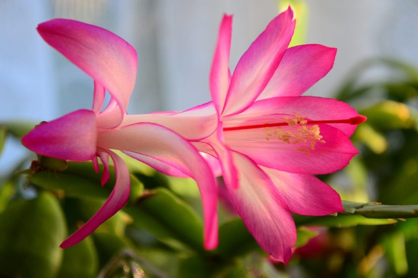 Close-up of pink Christmas cactus flowering outside