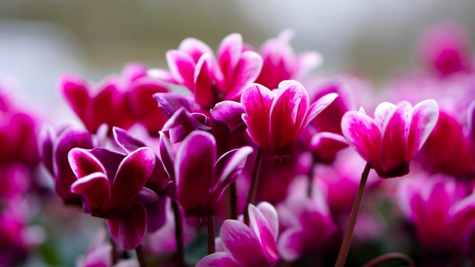 Close-up of pink cyclamen flowers outside