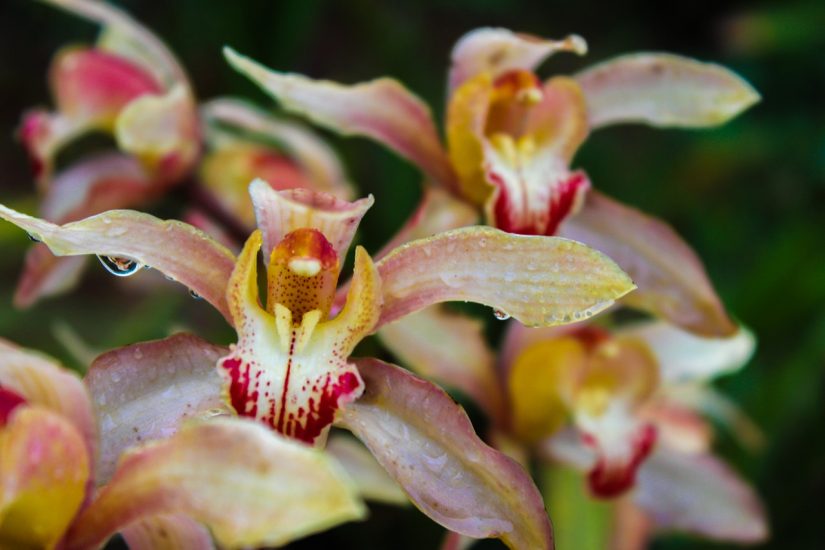 Close-up of cymbidium flowers growing outside