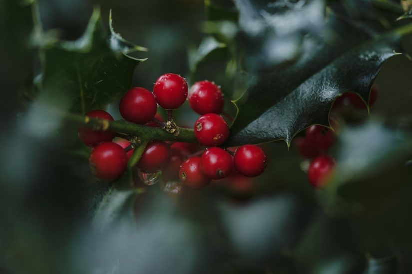 Close-up of holly berries on a branch