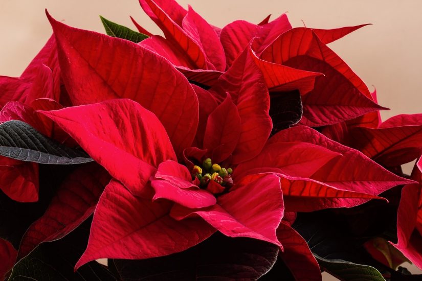 Close-up of poinsettia flowers