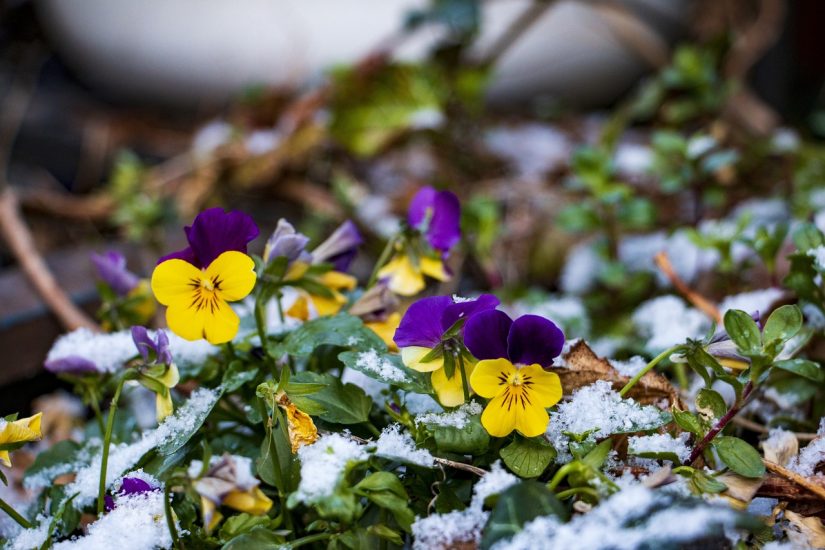 Pansies frosted outside in winter