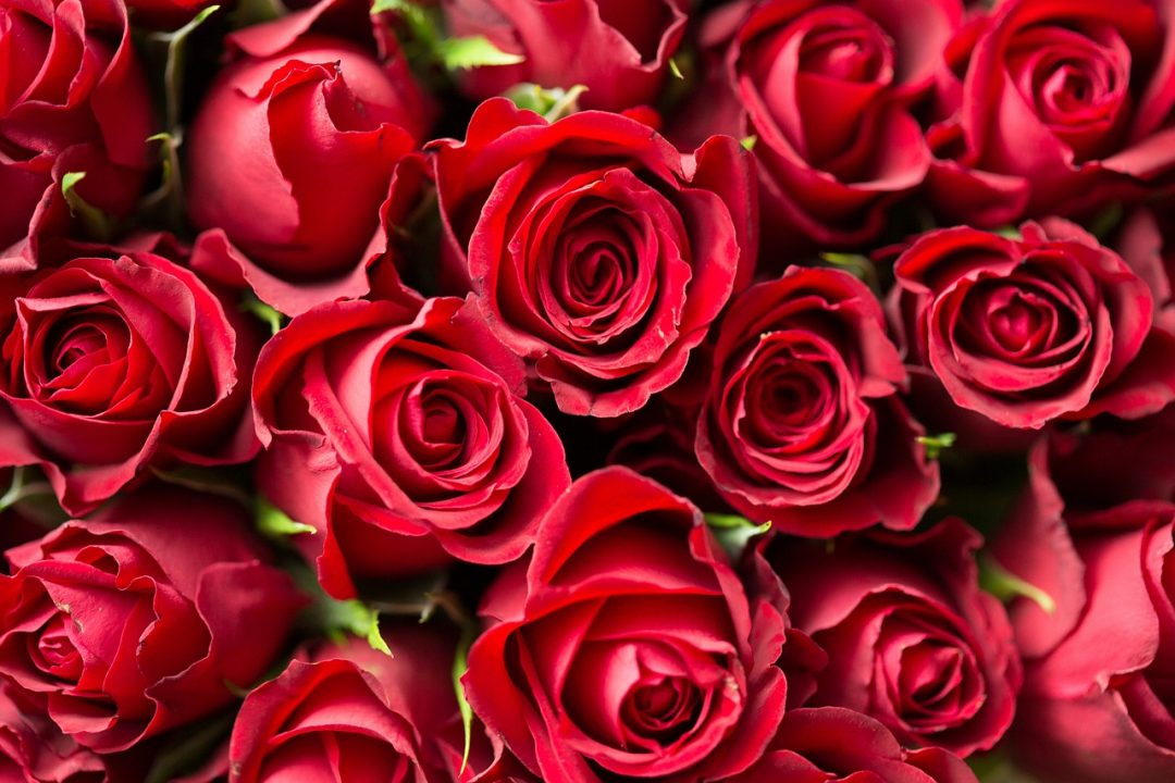 Close-up of red roses