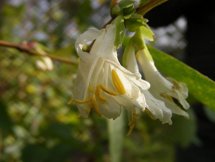 White winter honeysuckle growing outside