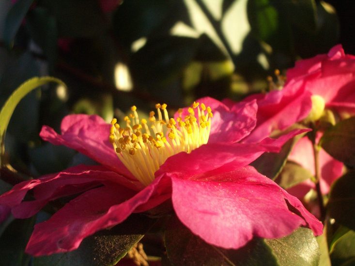 Close-up of pink yuletide camellia flower