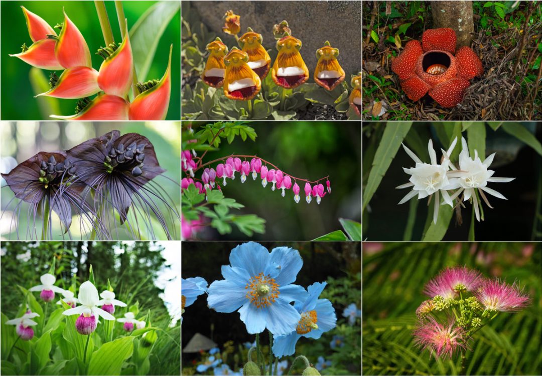 27 of the Most Rare Flowers in the World | Bouqs Blog