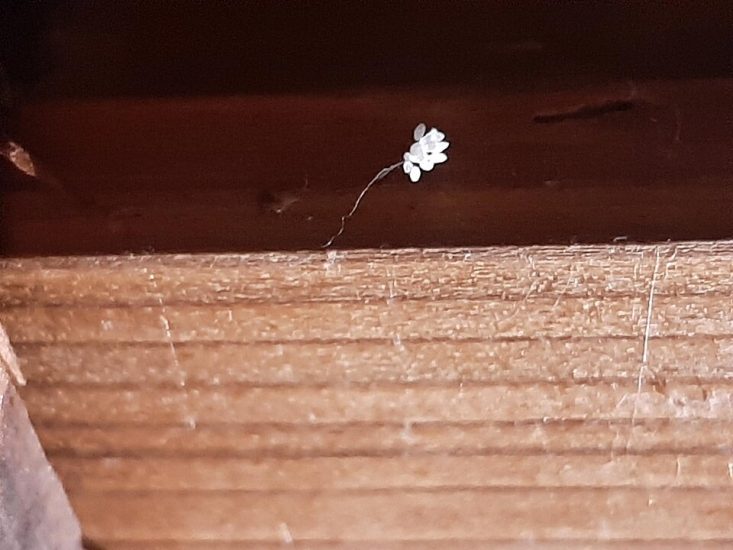 Tiny Youtan poluo flower growing on piece of wood.