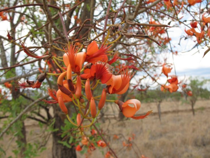 Red-orange flowers growing on batwing coral tree.