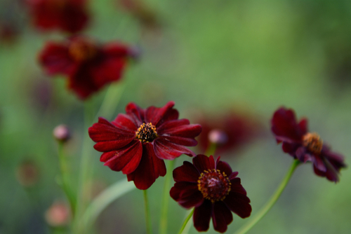 Wild flower Cosmos atrosanguineus on the green background