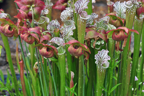 Carnivorous pitcher plants grown in Chapel Hill, North Carolina