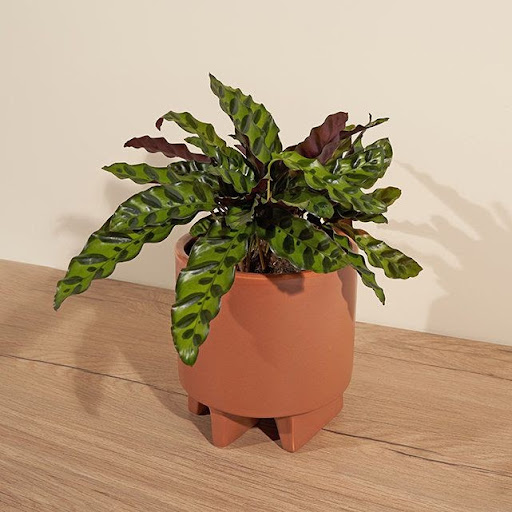 potted plant in a terracotta pot