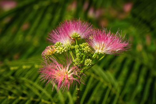 Pink and white hairy flowers of albizia, a Persian silk tree, growing in a garden on a sunny summer day. Blurry background with green leaves.