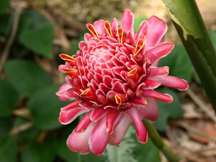 Close-up of a torch ginger flower growing outside.