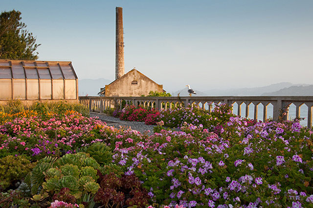 Purple, pink and magenta flowers at the garden at Alcatraz. From EKByers_2012_GardenConservancy