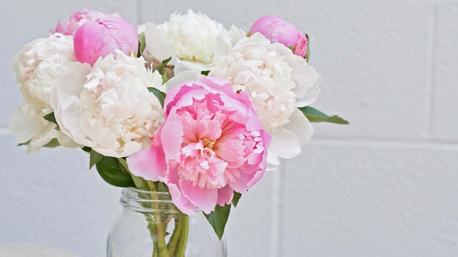 yellow and pink peonies