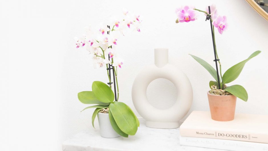 white and pink orchids on a shelf