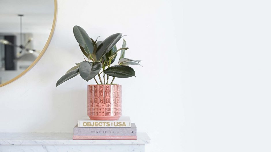 round leafed plants in a geometric planter on a shelf