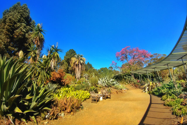 dirt path with flowers and succulents on the side at Ruth Bancroft garden