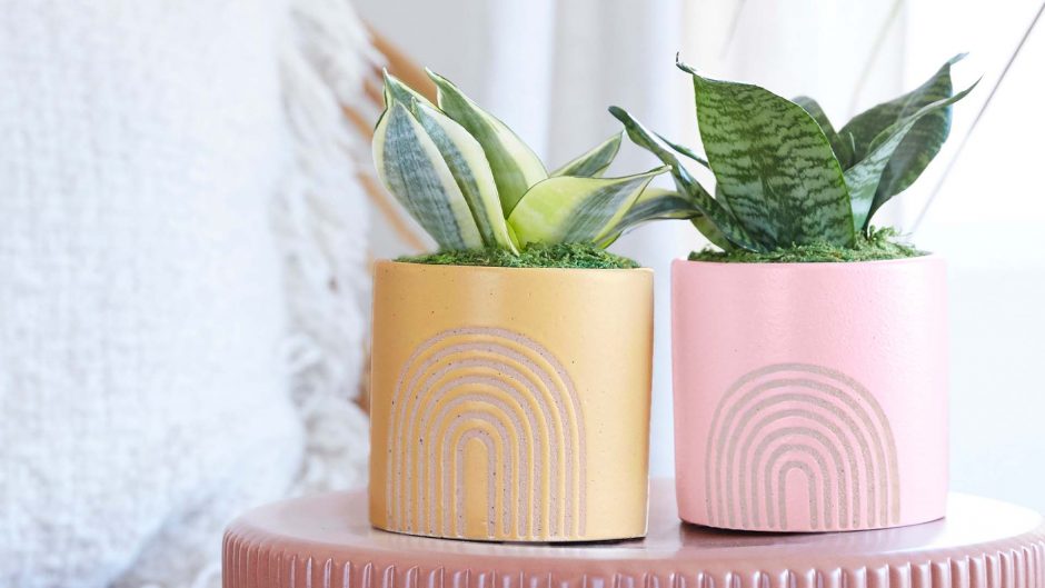 two snake plants in a yellow and pink vase