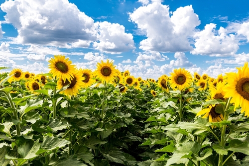 Sunflower fields