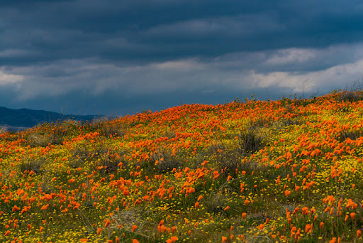 Antelope Valley California Poppy Nature Reserve