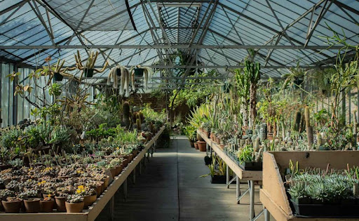 Indoor succulents at the Desert garden at the Huntington