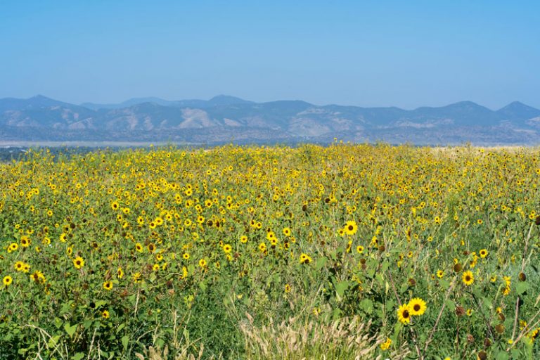 Denver Botanical Gardens and Flower Fields Bouqs Blog