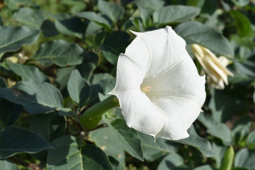 White angel's trumpet flower growing outside