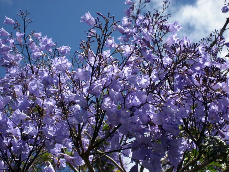 Blue jacaranda branches with many flowering blooms