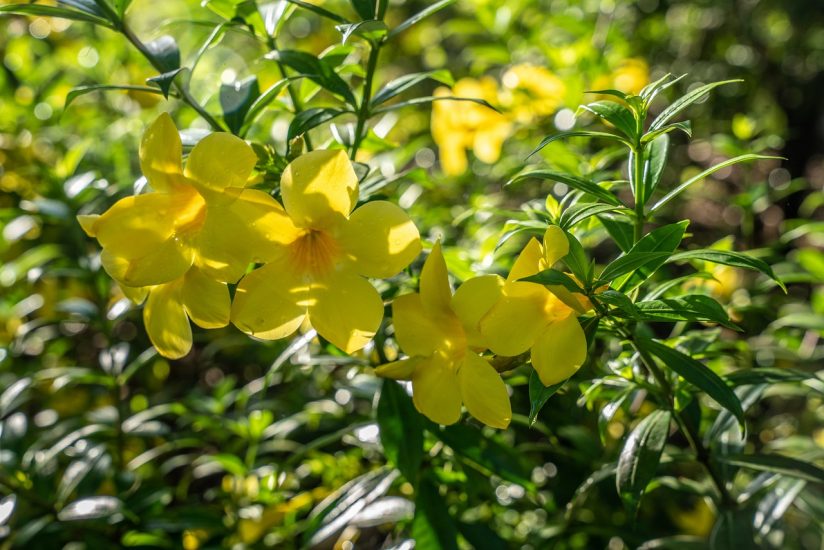 Golden trumpet flowers growing outside