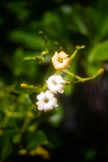 White Puakenikeni plants growing outside