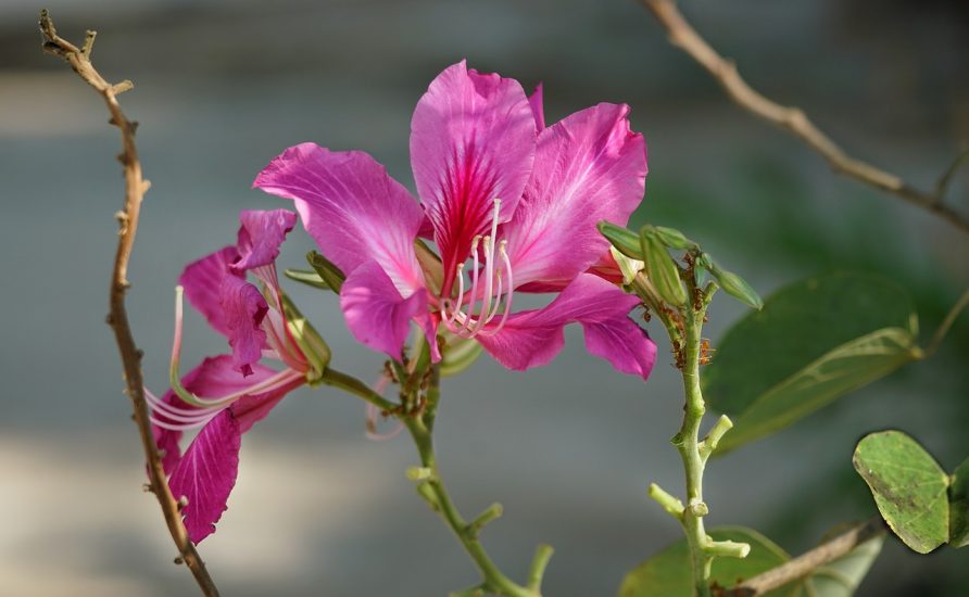 Close-up of flowers on purple orchid tree