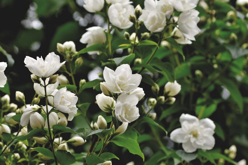 White jasmine plants growing outside