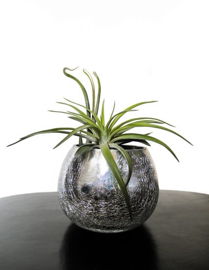 Air plant in a reflective pot on a table