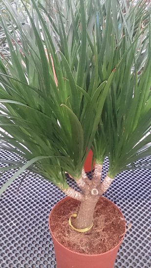 Dragon tree plant outside in a pot