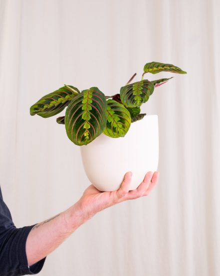 Hand holding up prayer plant in a white pot