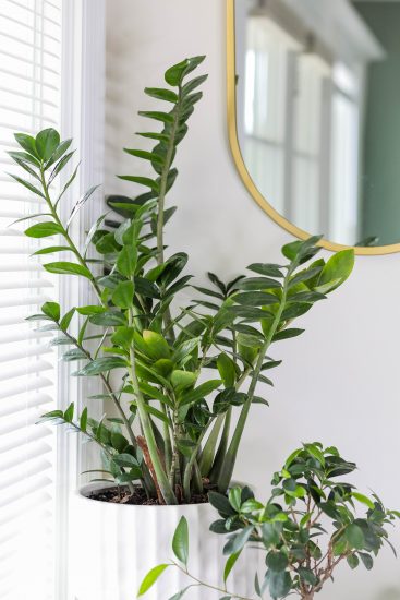 ZZ plant in a white pot on the inside of a window.