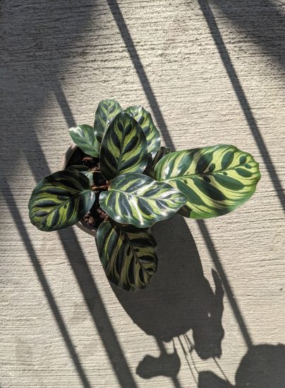 Top-down view of a pecock plant in a pot inside