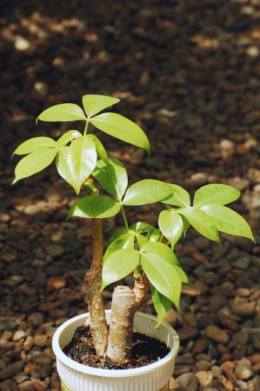 Money tree plant in a white pot outside