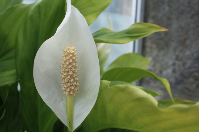 Close-up of a blooming peace lily