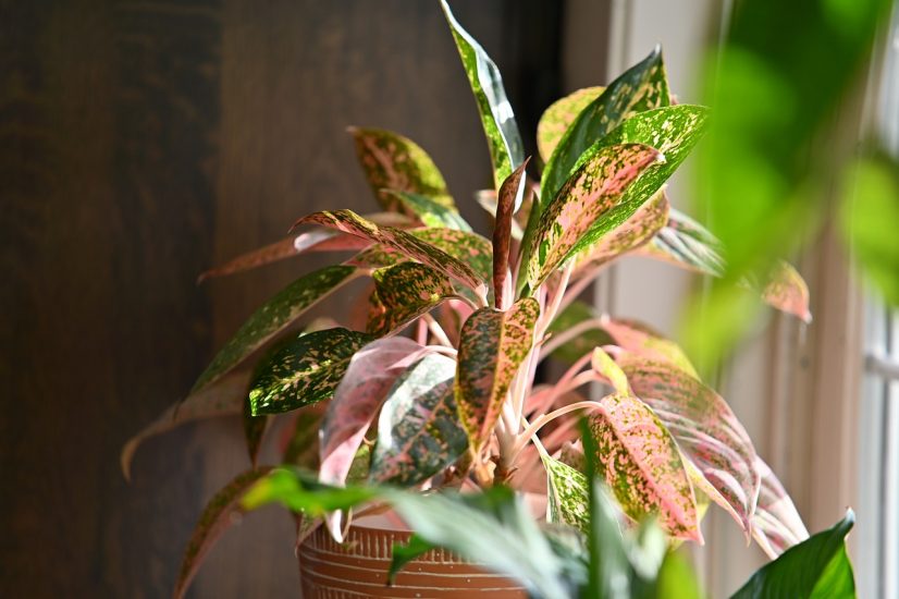 Chinese evergreen plant inside of window