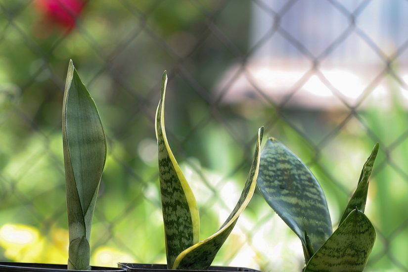 Close-up of three snake plants against a fence