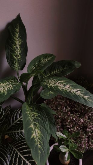 Dumb cane plant indoors alongside some other plants